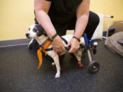 Kate Titus, the owner of A Loyal Companion in Tucson, Ariz. helps attach a mobility device to Half Moon.