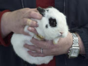 After stops at the Clark County Event Center at the Fairgrounds and the shelter run by the Humane Society for Southwest Washington, this rabbit has finally found a home.