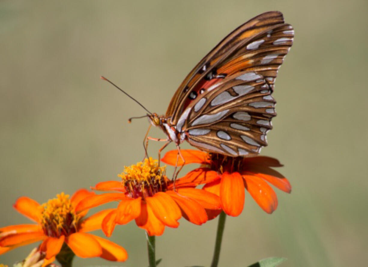 A butterfly alights on a flower.