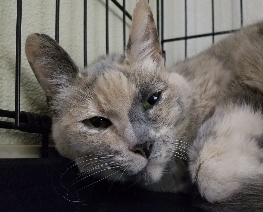 Brighton is a sweet, smart lady who likes affection on her terms. Her dilute calico coat is gorgeous. She’s been greeting shelter staff daily for a year and we’d love to see her find a home with children older than 12. These pets are among those available at West Columbia Gorge Humane Society, 2675 S. Index St., Washougal. Fees include spay/neuter, microchip, vaccinations and flea treatment. For hours and other information, call 360-335-0941 for the dog shelter, 360-835-3464 for the cat shelter, or adoptions@wcghs.org.