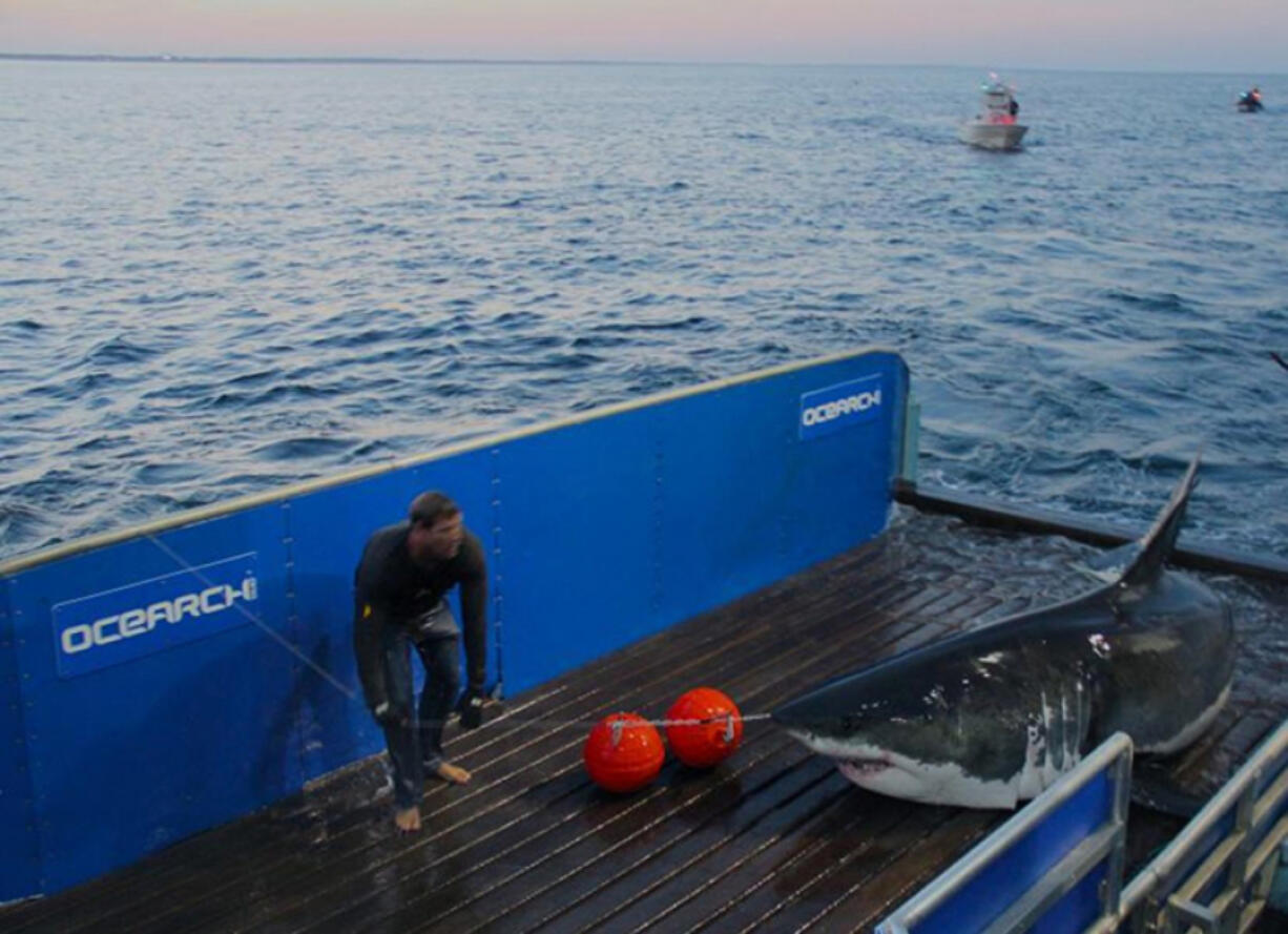 A great white shark named Mary Lee is prepared for tagging in September 2012. Mary Lee was spotted over the Memorial Day weekend along the shores of Delaware and New Jersey.