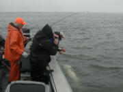 Guide Bob Rees unhooks a sturgeon prior to release in the Columbia River estuary near Hammond, Ore.