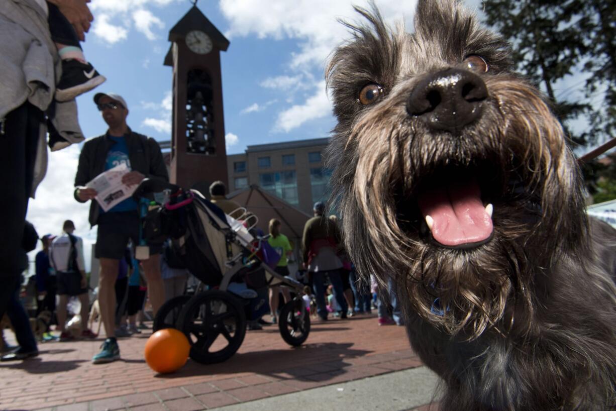 Dogs at the 2017 Humane Society for Southwest Washington's Fundraiser Walk/Run For Animals in Esther Short Park.