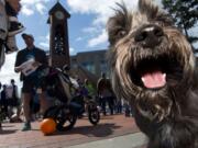 Dogs at the 2017 Humane Society for Southwest Washington's Fundraiser Walk/Run For Animals in Esther Short Park.