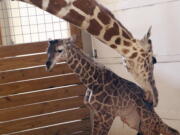 A giraffe named April licks her new calf April 15. Animal Adventure Park owner Jordan Patch announced Monday on ABC&#039;s &quot;Good Morning America&quot; that the male calf has been named Tajiri, a Swahili word that means hope.