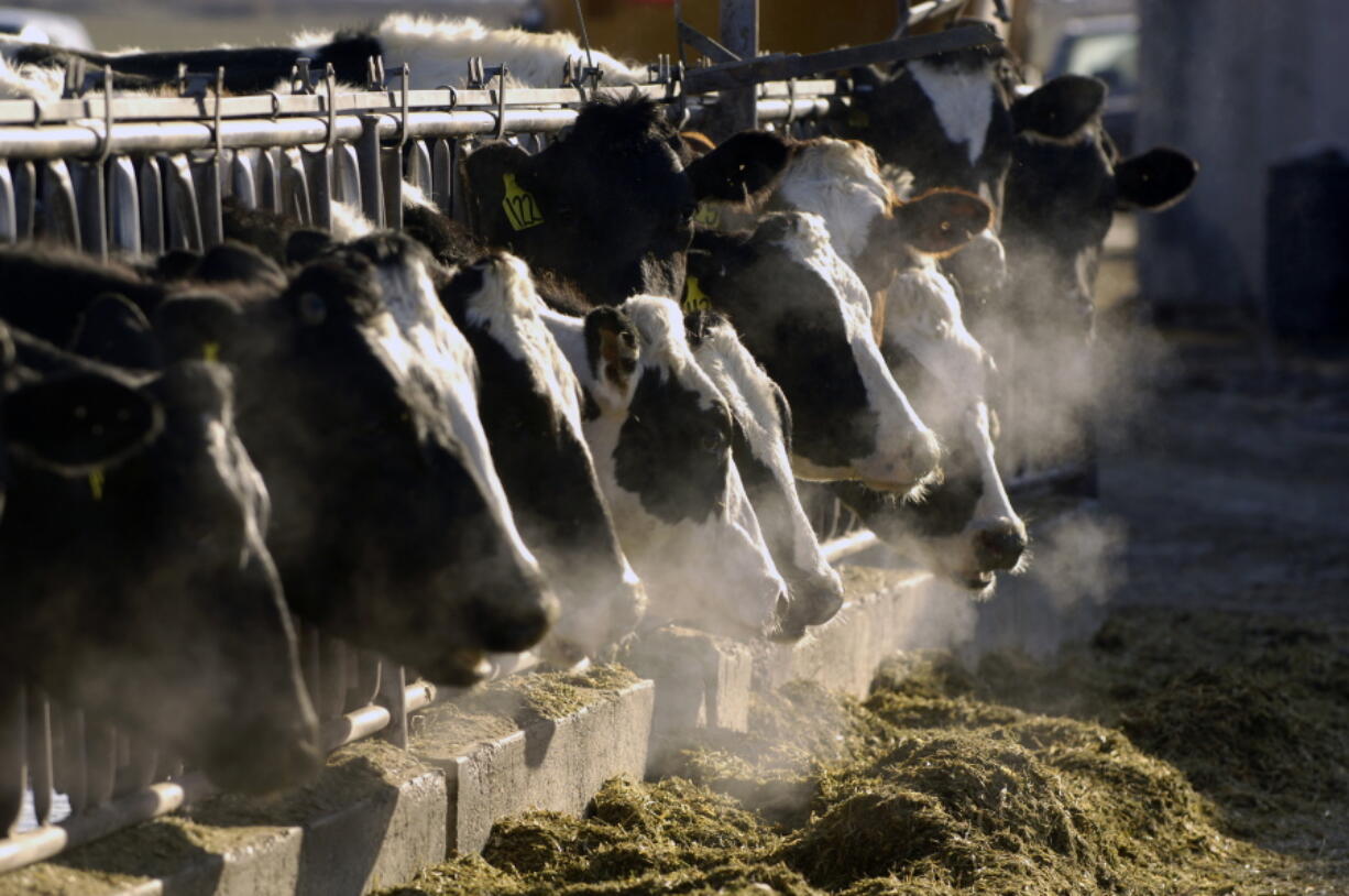 Charlie Litchfield/Associated Press
Holstein dairy cows feed through a fence in March 2009 at a dairy farm outside Jerome, Idaho. Idaho is asking a federal appeals court to reinstate a statewide ban on spying at farms, dairies and slaughterhouses after a lower court judge sided with animal rights activists who said the ban violated free-speech rights.