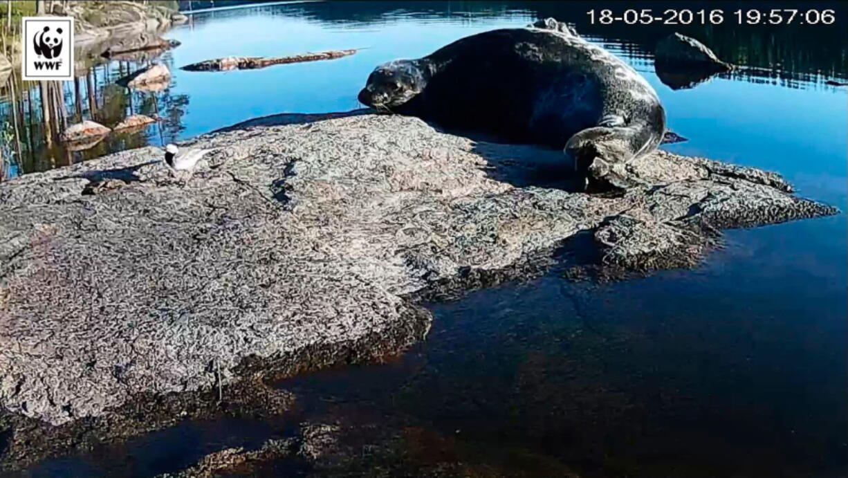 This is grab taken from a World Wildlife Fund Finland live stream shows a Saimaa ringed seal resting on a rock in Lake Saimaa, Finland on May 18, 2016. Wildlife conservationists in Finland are giving endangered seals in Europe’s fourth largest lake a spot of online fame — they plan to stream encounters with some of the estimated 360 remaining seals in southeastern lake of Saimaa, in a bid to raise awareness of their plight.