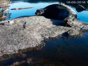 This is grab taken from a World Wildlife Fund Finland live stream shows a Saimaa ringed seal resting on a rock in Lake Saimaa, Finland on May 18, 2016. Wildlife conservationists in Finland are giving endangered seals in Europe’s fourth largest lake a spot of online fame — they plan to stream encounters with some of the estimated 360 remaining seals in southeastern lake of Saimaa, in a bid to raise awareness of their plight.