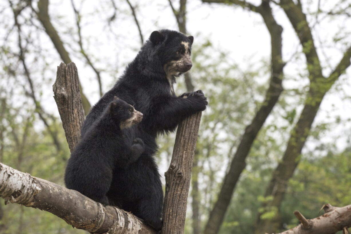 An Andean bear cub climbs on a tree branch with his mother May 1 at the Queens Zoo in the Queens borough of New York. The zoo said the cub, which has not been named yet, is part of their program to breed Andean bears in cooperation with the Species Survival Plan.