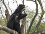 An Andean bear cub climbs on a tree branch with his mother May 1 at the Queens Zoo in the Queens borough of New York. The zoo said the cub, which has not been named yet, is part of their program to breed Andean bears in cooperation with the Species Survival Plan.