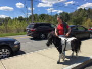 Ann Edie, who has been blind since birth, walks with her miniature guide horse, Panda, on a street May 12, 2017, near her home in suburban Albany, N.Y. Retired teacher Edie and her husband drained more than $30,000 from their retirement nest egg to get Panda a life-saving operation after she suffered a serious intestinal blockage. Horse lovers who follow a blog about Panda’s training have also kicked in more than $11,000 to help defray costs.