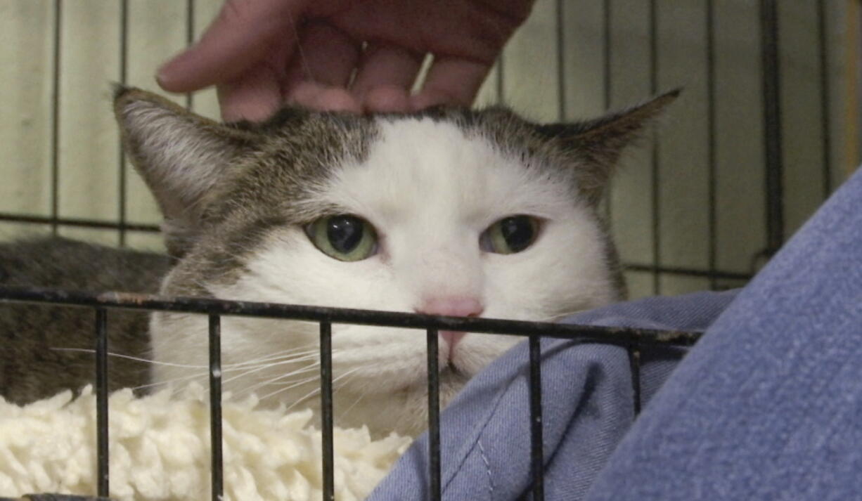 Tyson&#039;s Place Animal Rescue founder Jill Bannink-Albrecht pets a cat at a shelter in Holland, Mich. Tyson&#039;s Place focuses on pets whose owners are unable to care for them.