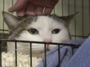 Tyson&#039;s Place Animal Rescue founder Jill Bannink-Albrecht pets a cat at a shelter in Holland, Mich. Tyson&#039;s Place focuses on pets whose owners are unable to care for them.