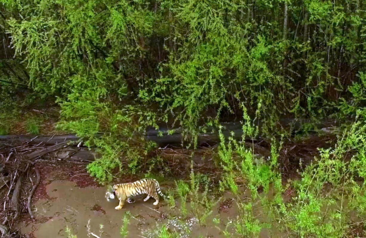 In this image from video, an Amur tiger is seen Monday in Bikin National Park in southeastern Russia.