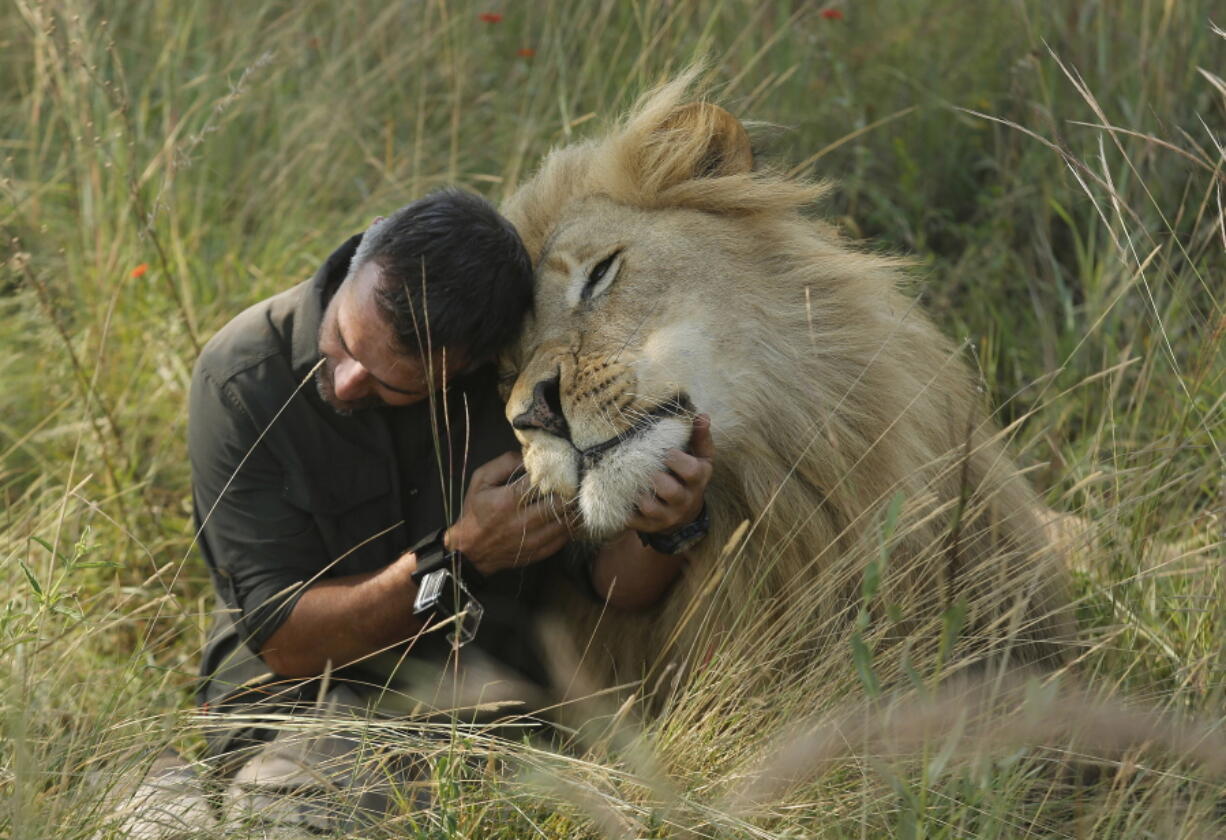 Kevin Richardson, popularly known as the “lion whisperer,” interacts with one of his lions while out for a walk in the Dinokeng Game Reserve, near Pretoria, South Africa. Richardson seeks to raise awareness about the plight of Africa’s lions, whose numbers in the wild have dwindled in past decades.