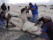 A great white shark is autopsied May 3, 2017, on a beach in Gansbaai, South Africa. The formidable shark is just another meal to orca whales, which hunt in groups and can enjoy a diverse diet of seals, whales and a host of other marine species.