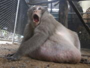 A wild obese macaque named Uncle Fat, who was rescued from a Bangkok suburb, sits in a rehabilitation center Friday in Bangkok, Thailand. The morbidly obese wild monkey, who gorged himself on junk food and soda from tourists, has been rescued and placed on a strict diet.