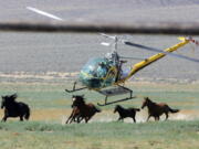 A livestock helicopter pilot rounds up wild horses from the Fox & Lake Herd Management Area from the range in Washoe County, Nev., near the town on Empire, Nev. Wild horse advocates say President Trump’s new budget proposal would undermine protection of an icon of the American West in place for nearly a half century and could send up sending thousands of free-roaming mustangs to slaughter houses in Canada and Mexico.