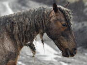 In this Monday, Jan. 23, 2017, photo, cockleburs fill the mane of a wild or abandoned horse in Jackson, Ky. Curtis Bostic, an attorney from South Carolina, has leased 4,000 acres of land and is attempting to turning it into a horse sanctuary. (AP Photo/Timothy D.