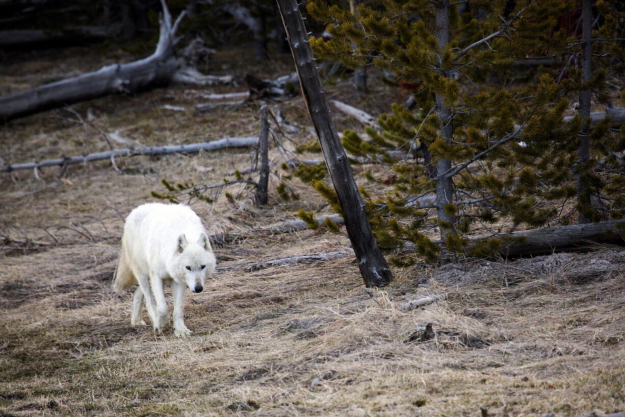 Yellowstone National Park
A white wolf walks in Yellowstone National Park, Wyo., in April 2016.
A similar rare wolf was found by hikers severely injured inside Yellowstone National Park on April 11. That wolf had been shot and had to be euthanized.