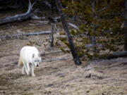 Yellowstone National Park
A white wolf walks in Yellowstone National Park, Wyo., in April 2016.
A similar rare wolf was found by hikers severely injured inside Yellowstone National Park on April 11. That wolf had been shot and had to be euthanized.