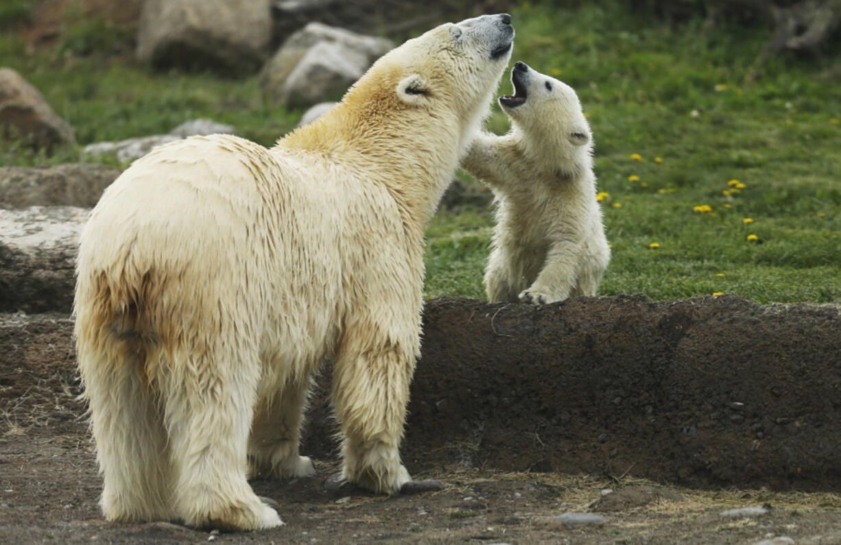 Anana and her cub play at the Columbus Zoo and Aquarium in Powell, Ohio.