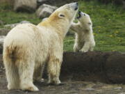 Anana and her cub play at the Columbus Zoo and Aquarium in Powell, Ohio.