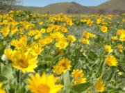 Arrowleaf balsamroot blooms make the eastern end of the Columbia River Gorge spectacular during May.