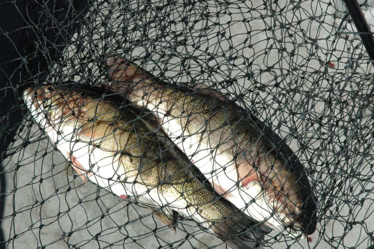 Anglers in the Columbia River Gorge are catching lots of smallmouth bass, shown here, in addition to walleye.