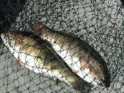 Anglers in the Columbia River Gorge are catching lots of smallmouth bass, shown here, in addition to walleye.