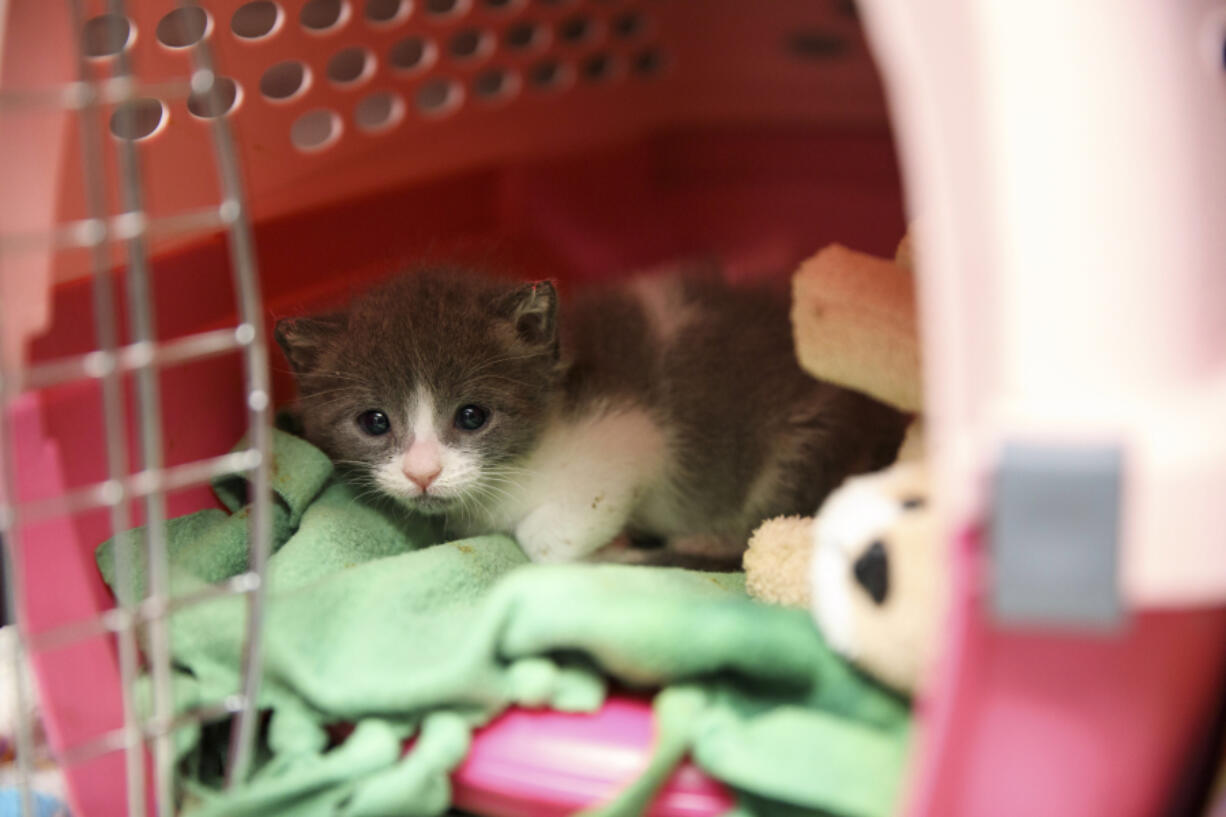 An unweaned kitten peeks from its shelter inside the kitten nursery at the Best Friends Animal Society shelter on April 27 in Mission Hills, California.