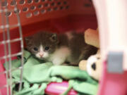 An unweaned kitten peeks from its shelter inside the kitten nursery at the Best Friends Animal Society shelter on April 27 in Mission Hills, California.