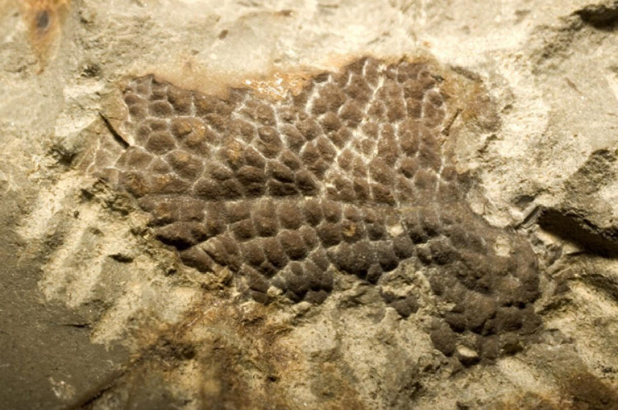 Scales from the neck of a T. rex. Photo contributed by Peter Larson/Bell et al. Biol. Lett.