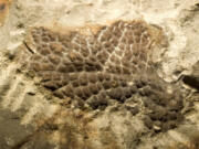 Scales from the neck of a T. rex. Photo contributed by Peter Larson/Bell et al. Biol. Lett.