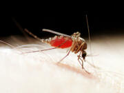 Engorged with blood, a mosquito begins to withdraw from its victim.