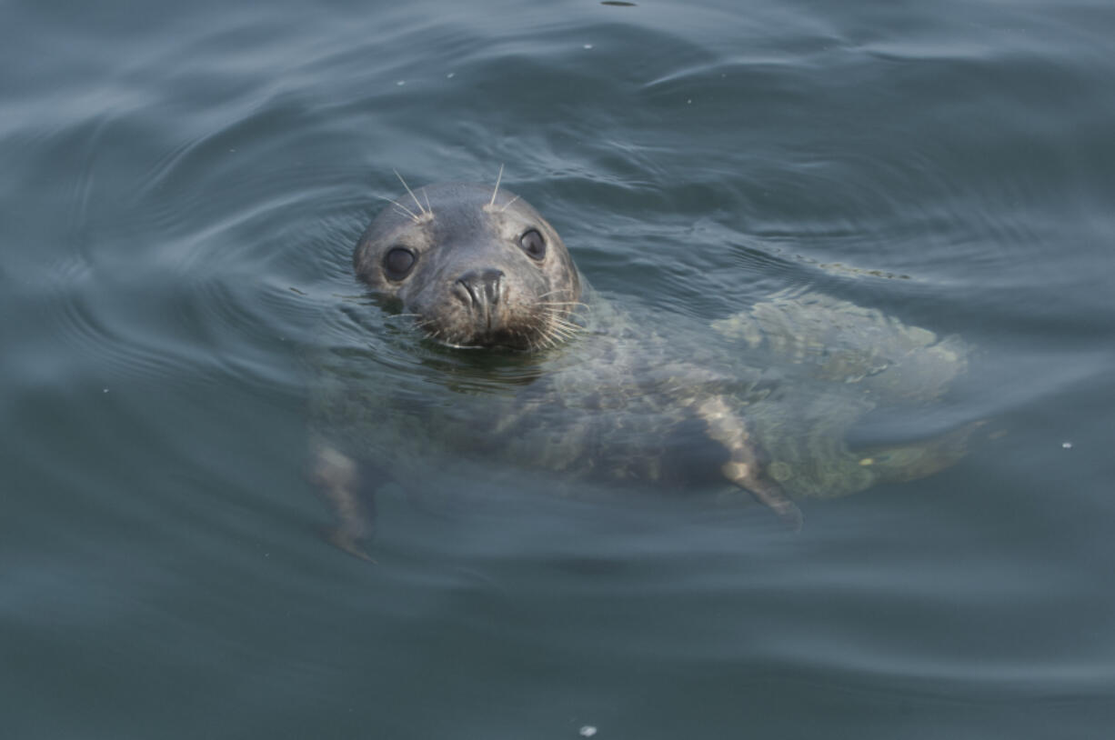 Gray seal iStock