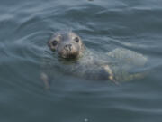 Gray seal iStock