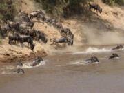 Migrating wildebeests leap into the Mara River on the Serengeti in Kenya.