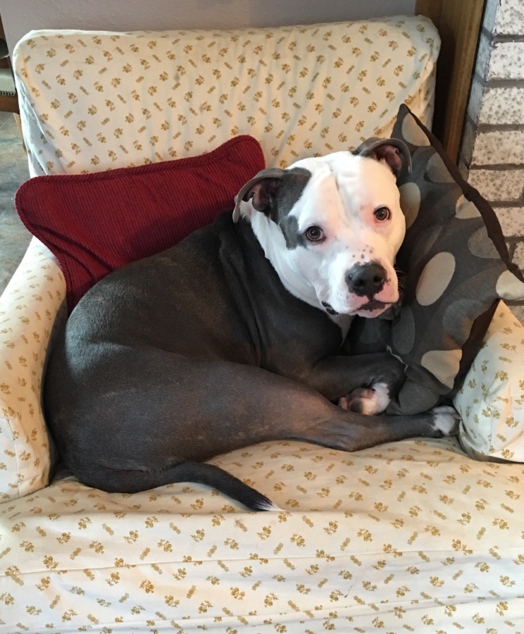 Sweet, lovable LJ is easy-going and has a cute snore! He loves to curl up at your feet or on a chair next to you. LJ is deaf and learning sign language. These pets are among those available for adoption from 11 a.m. to 2 p.m. Monday through Saturday at West Columbia Gorge Humane Society, 2675 S. Index St., Washougal. Fees include spay/neuter, microchip, vaccinations and flea treatment. Call 360-335-0941 for the dog shelter, 360-835-3464 for the cat shelter, or adoptions@wcghs.org.