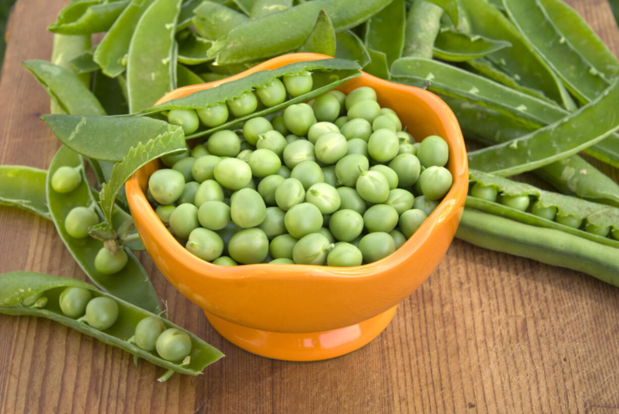 A successful harvest of peas will yield 2 to 6 pounds per 10-foot row.