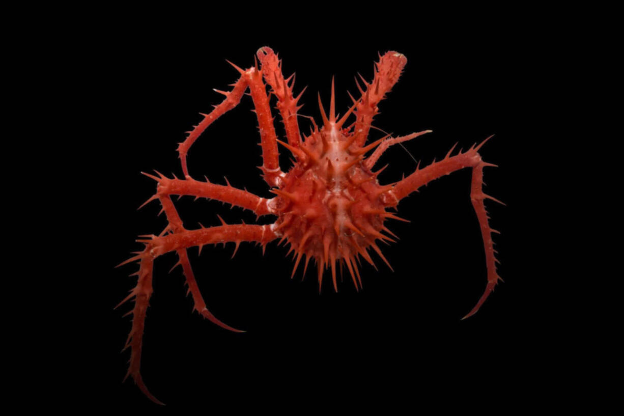 A spiny red crab is seen.