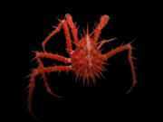 A spiny red crab is seen.