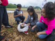 Washington Elementary School fourth-graders Jordan Tep, 9, from left, Jennifer Perez, 9, and Alex Rodriguez, 10, work together as they plant potatoes in an animal feed bag during a Farm to Fork tour Thursday morning at the 78th Street Heritage Farm. The students will return to the farm this fall to harvest their potatoes.