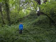 Tom Dwyer stands along a portion of Fisher Creek in east Vancouver choked by invasive English ivy. Dwyer works for the Vancouver Watershed Alliance, a nonprofit leading a restoration project along a portion of the creek on Thursday.