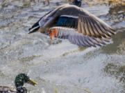 Cascade Highlands: Billy Schuldt from Camas High School took home first place in the 2017 Columbia Gorge Refuge Stewards Youth Photo Contest for his photo of a duck rising from water.