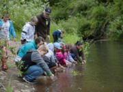 Students from Image Elementary School release baby salmon into Salmon Creek on Friday morning. Salmon in the Classroom Coordinator Katie Woollven described the program as a “full sensory experience,” allowing students to connect and become stewards of the environment salmon live in.