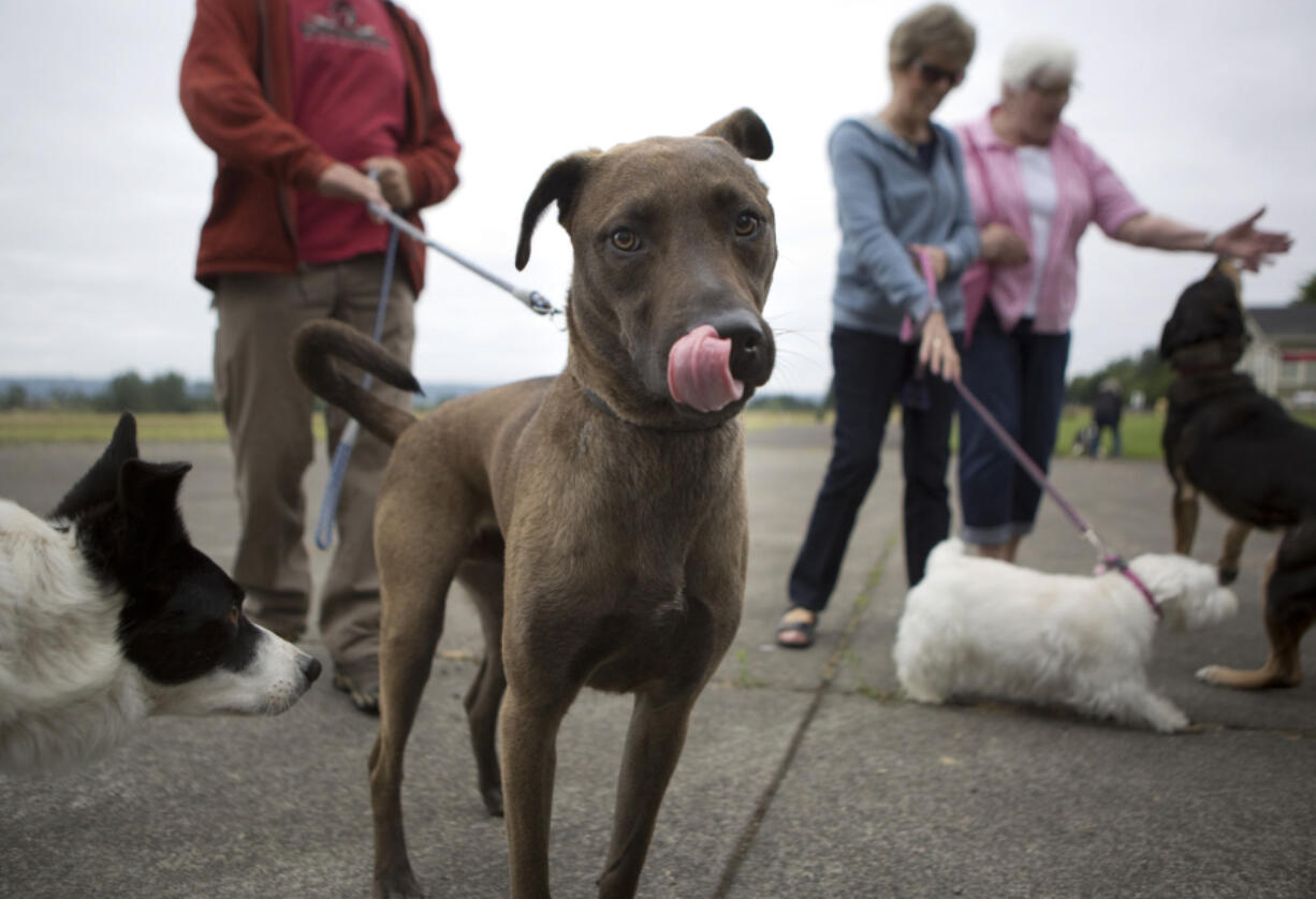 Dogs meet and sniff ahead of taking part in a Bark Ranger walking tour of the Fort Vancouver National Historic Site.