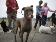 Dogs meet and sniff ahead of taking part in a Bark Ranger walking tour of the Fort Vancouver National Historic Site.