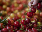 Shoppers grab cherries at the Camas Farmers Market.