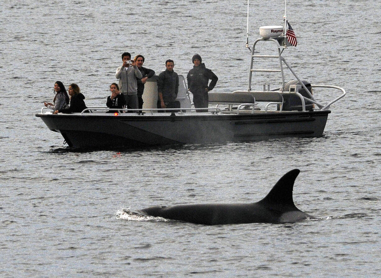 File - In this Dec. 20, 2016, file photo, whales are seen off the coast of Long Beach, Calif., from the La Espada whale watching ship from Harbor Breeze Cruises. The Trump administration on Monday, June 12, 2017, threw out a new rule intended to limit the numbers of endangered whales and sea turtles getting caught in fishing nets off the West Coast, even though the fishing industry had proposed the measure.